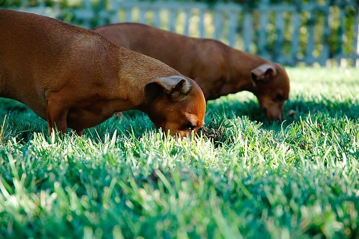 why do dogs eat grass